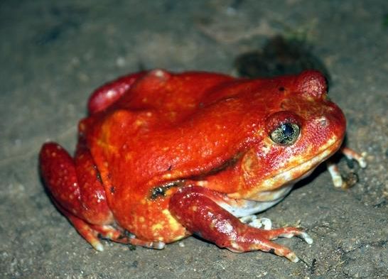 Finding a Frog in Your Organic Produce Is (Apparently) Pretty Common Small pets,