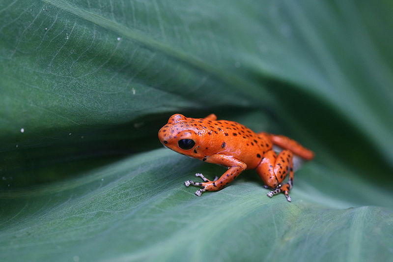 Strawberry Poison-dart Frog | Animal Wiki | Fandom
