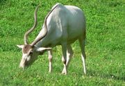 Addax