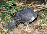 Australian Brush Turkey