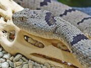 Banded rock rattlesnake