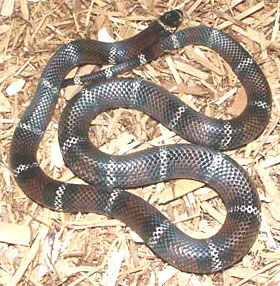 Black Milk Snake | Animal Wiki | Fandom
