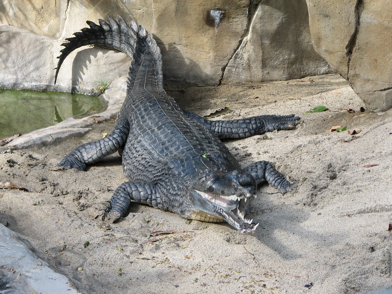 Gharial | Animal Wiki | Fandom