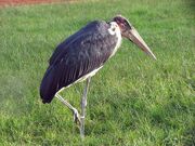 Marabou Stork