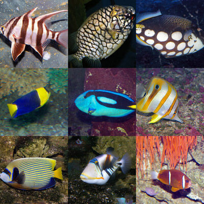 Fish | Animal Wiki | Fandom Fish | Animal Wiki | Fandom