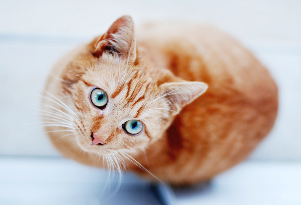 pale ginger cat with blue eyes