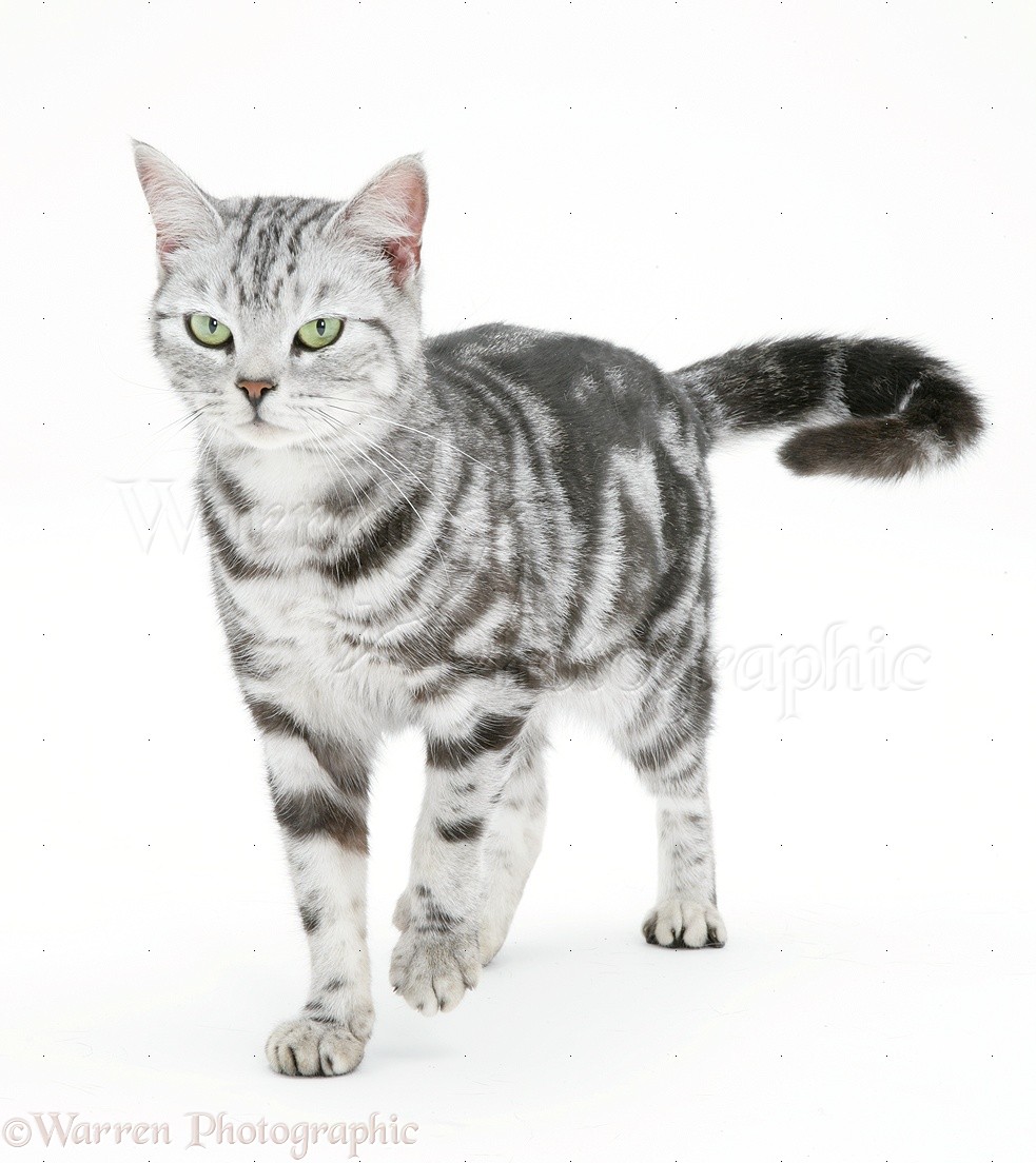 Silver white discount tabby cat