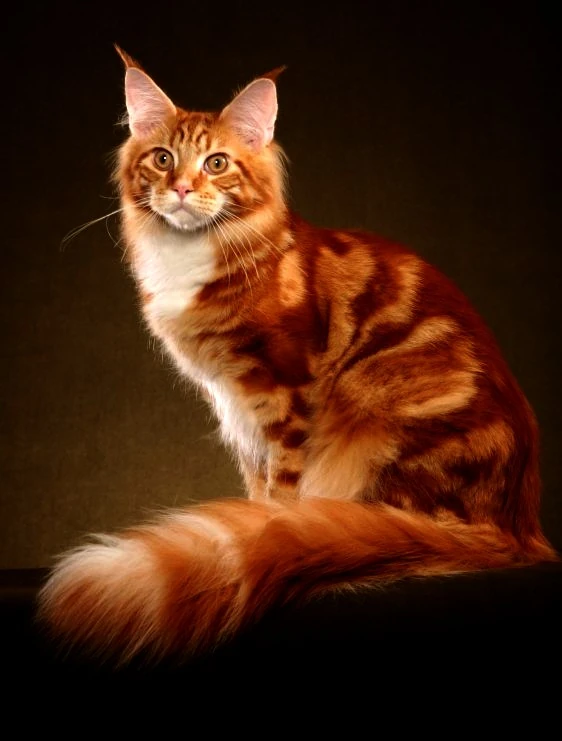 orange red cat