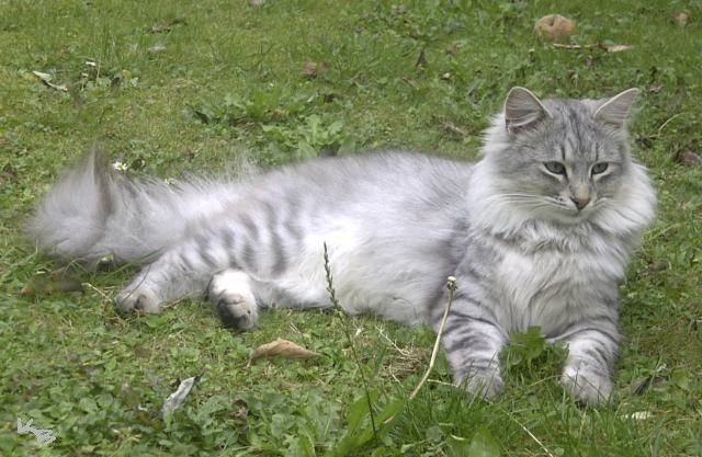 fluffy grey tabby cat