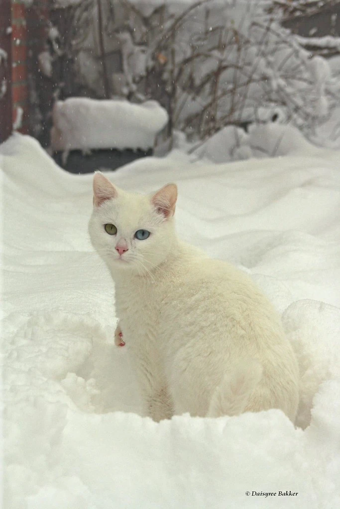 Кот снежок. Снегопад. Котенок в снегу. Пушистый кот в снегу. Пушистый снег.