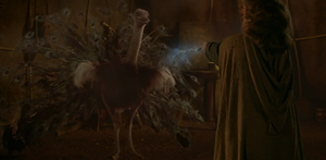 Peacock.png