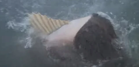 Fish Boy in mid-transformation showing back fin