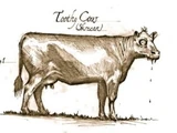 Toothy cows