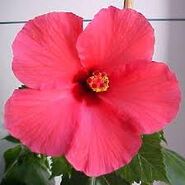 The hibiscus she was compared to