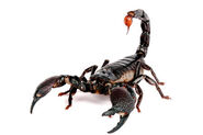 A real scorpion