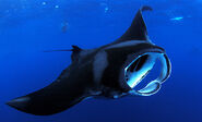 A real manta ray