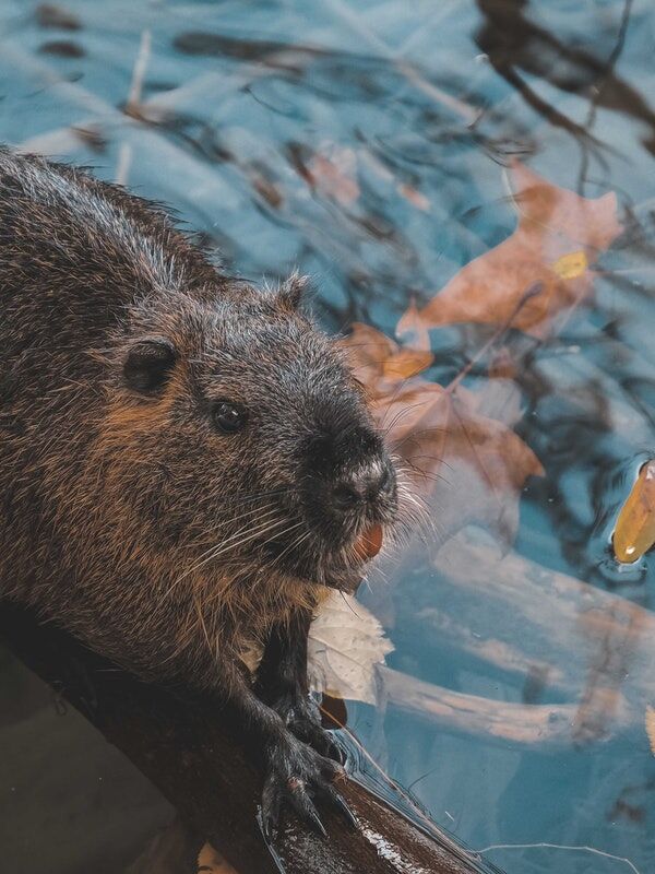 Nutria, Animal Wiki