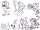 Bhavish