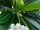 Frangipani
