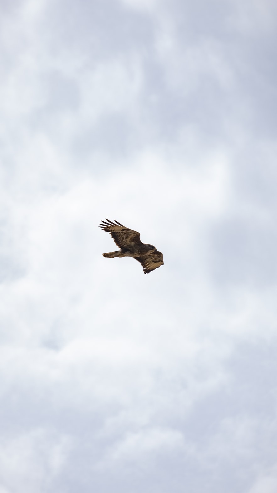 Common buzzard - Wikipedia