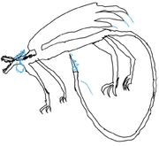 My crappy rendition of a godwing