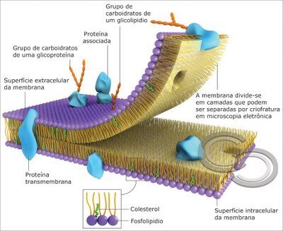 Modelo molecular de la Membrana Celular | Wiki Winner | Fandom