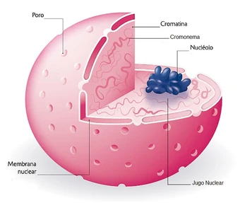 El Nucleo De La Celula Wiki Winner Fandom
