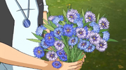 Cornflower