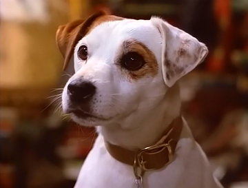 What kind of dog is wishbone discount