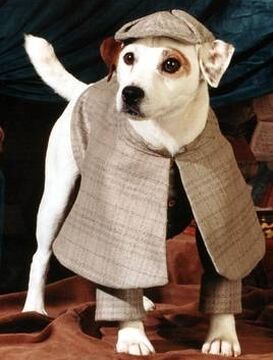 Dog detective costume new arrivals