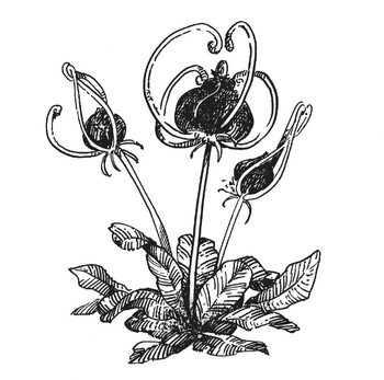 Diadem Herb