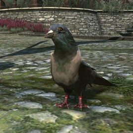 Tw3-pigeon