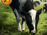 Cow (gwent card)