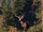 Tw3 promo deer.png