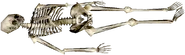 Skeleton.png (183 KB) a skeleton