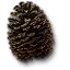 Tw3 quests pine cone