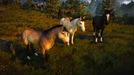 Domesticated horses near Novigrad