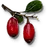 Tw3 berbercane fruit