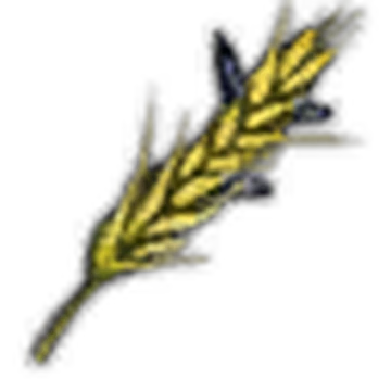 Ergot Seeds Witcher Wiki Fandom Ergot seeds is a cut alchemy ingredient but was never implemented into the game. ergot seeds witcher wiki fandom