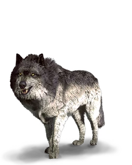 Вовк Відьмак 3