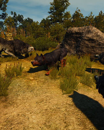 witcher wiki fandom