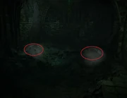 أعشاش الجرذان