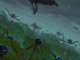 Crow's eye