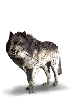 Tw3 journal wolf