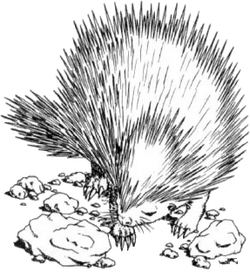 Echinops novels.png