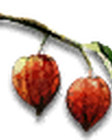 Winter Cherry Witcher Wiki Fandom Winter Cherry Witcher Wiki Fandom