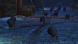 Rats in Novigrad