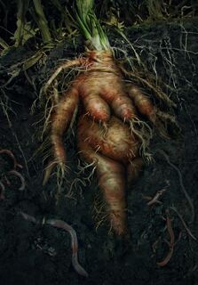 Gwent cardart neutral mandrake.jpg