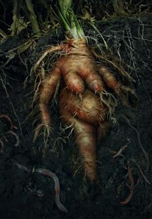 Gwent cardart neutral mandrake