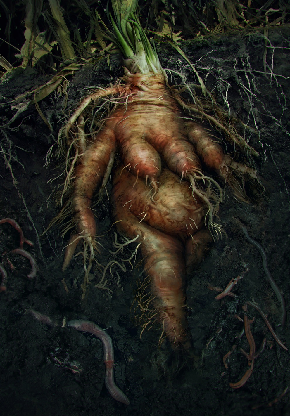 Mandrake